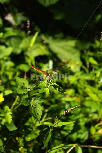 곤충,잠자리,초록,식물,자연,plant