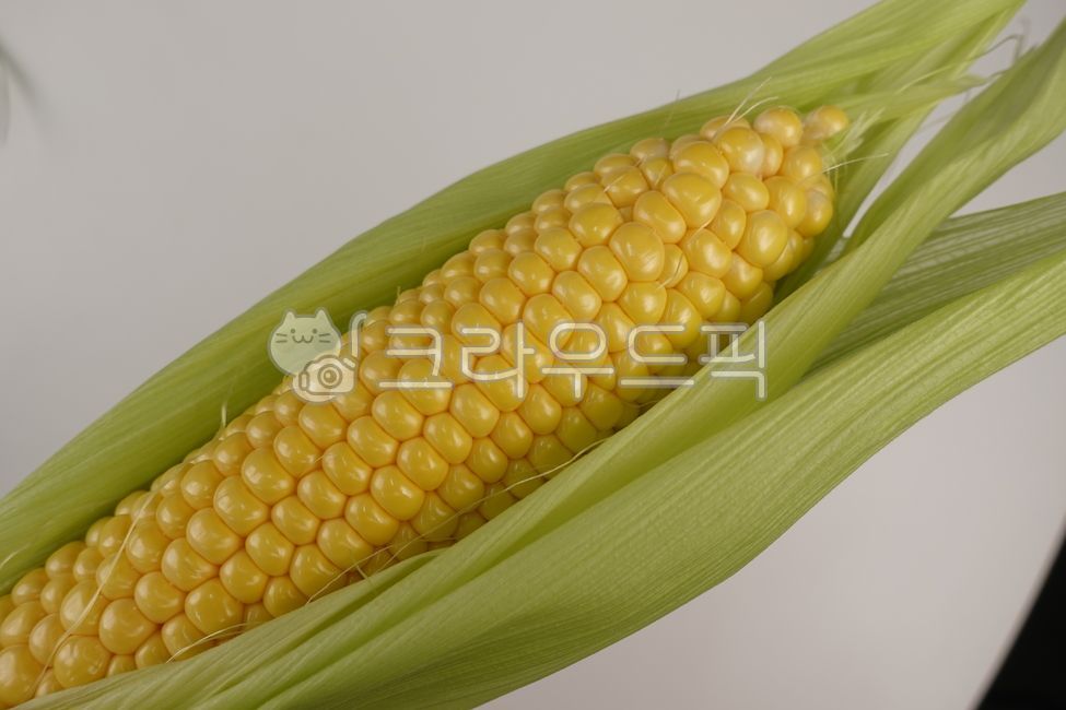 옥수수,초당옥수수,옥수수껍질,옥수수알,옥수수깐거,옥수수거피,찰옥수수,옥수수사이즈,큰옥수수,좋은옥수수,곡물,음식,곡식,꽉찬옥수수,특상품옥수수,노란채소,corn,food,grain