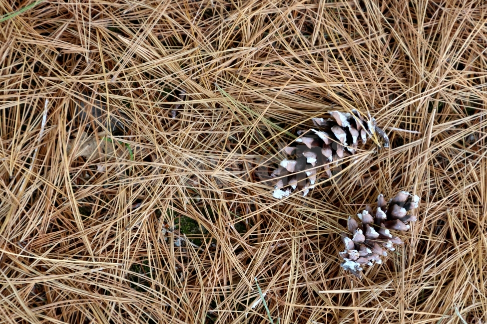 가을,낙옆,계절,솔,솔방울,솔잎,배경화면,갈색,아름다움,fir,decoration,pine,brown,cone,background,evergreen,forest,plant,seasonal,decorate,nature,tree,wood,beautiful,가을,계절,fall,autumn,season