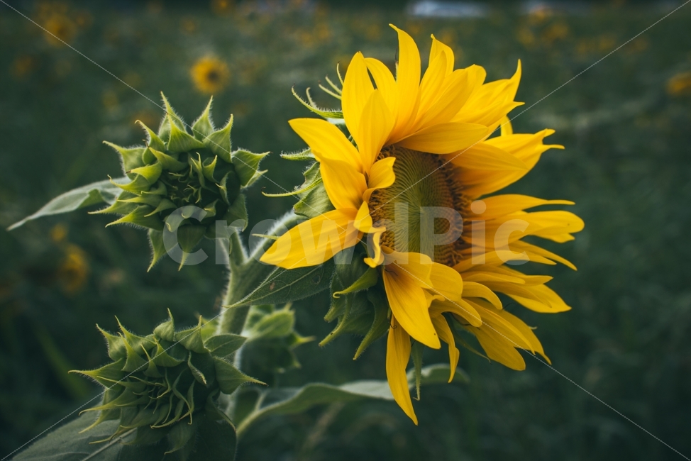 감성,느낌,해바라기,분위기,스냅,식물,자연,plants,nature,꽃,flower,감성,sensible,feeling
