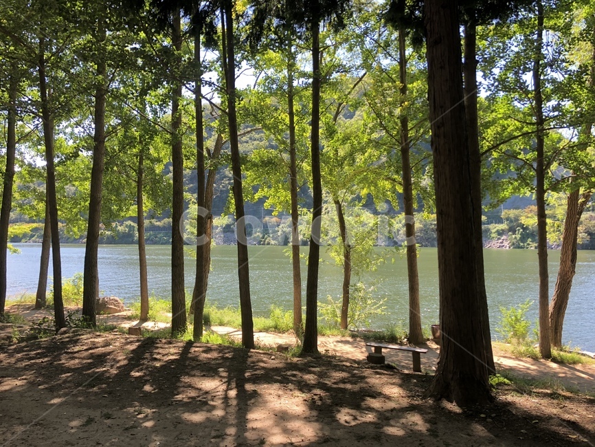 강,나뭇잎,river,tree,여름,봄,summer,spring
