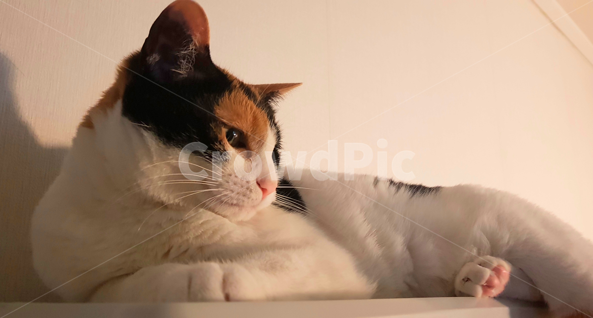 고양이,코리안숏헤어,코숏,미묘고양이,고양이발,동물,animal,고양이,cat,kitten,kitty