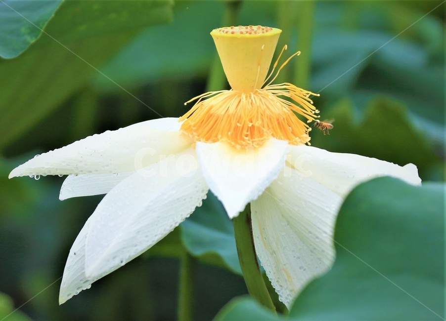 연꽃,화분,식물,plant,pollen,꽃,flower