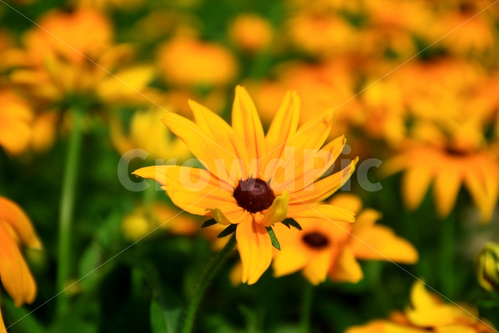 꽃,식물,자연,봄,Flower,식물,자연,plants,nature,꽃,flower