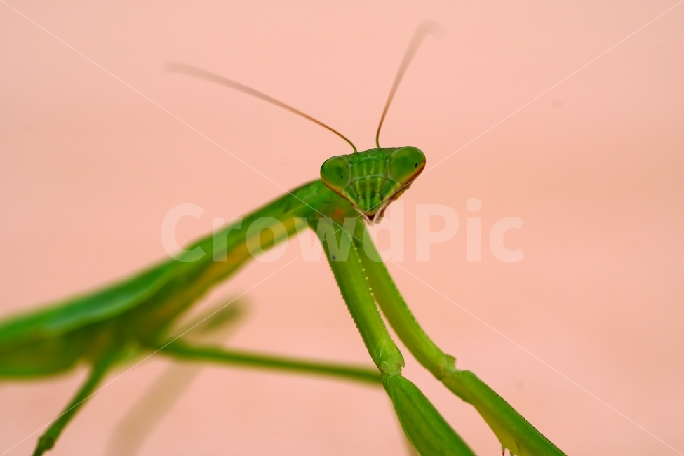 사마귀,곤충,벌레,동물,자연,animal,nature,praying,insect,bug,무법자,접사,macro,여름,summer,마크로,근접촬영,생명,신비,생태,생태계,환경,green,그린,스냅,스냅사진,스넵,스넵사진,snap,snapshot,한국자연,한국의자연,풍경,landscape,동물,animal,곤충,벌레,insect,bug