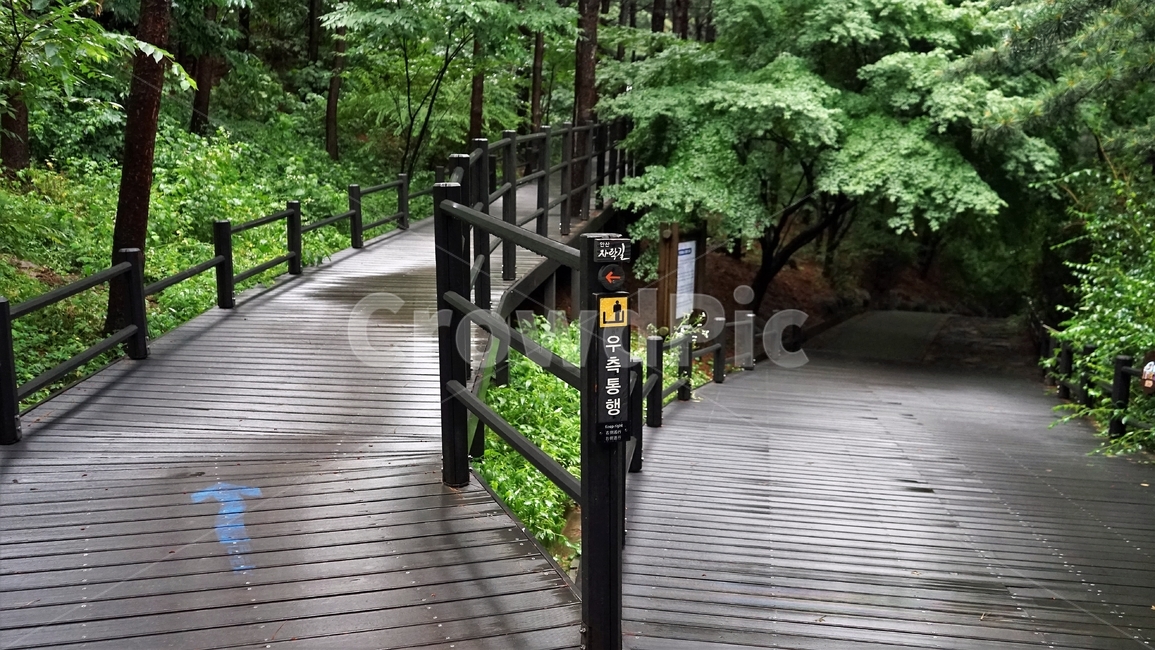 산책로,데크,펜스,숲,나무,자연,신록,힐링,산책,계절,나뭇잎,가지