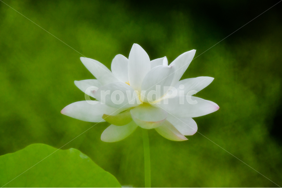 plant,식물,flower,꽃,연꽃,lotus,식물,자연,plants,nature,꽃,flower