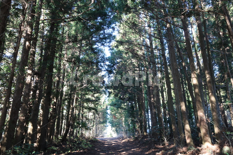plant,식물,tree,나무,vegetation,초목,식물,자연,plants,nature,나무,trees,wood