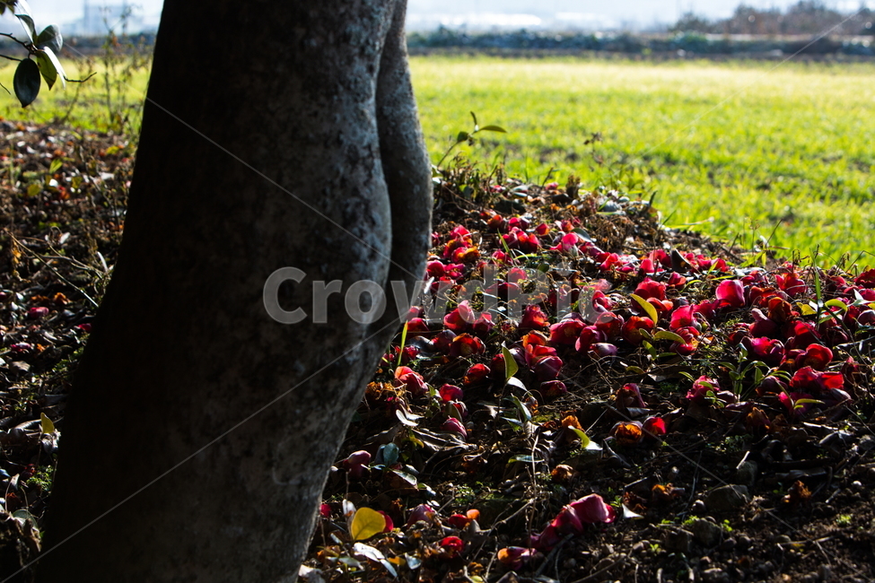 동백꽃,봄,동백,감성,빛,식물,자연,plants,nature,꽃,flower,나무,trees,wood
