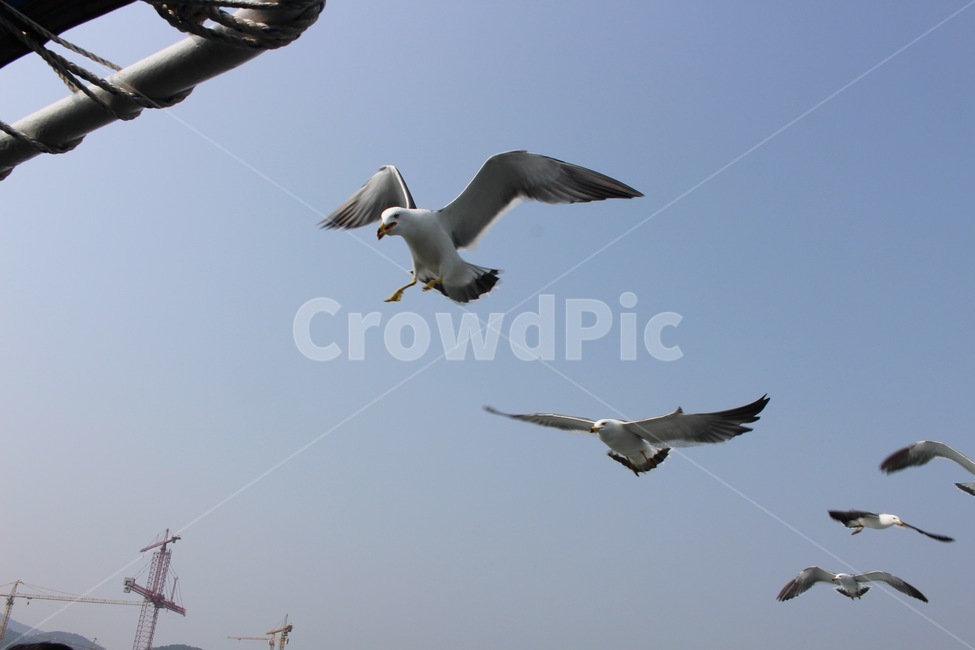 갈매기,새,commongull,bird,동물,animal,조류,대형조류,바다새,동물,animal,조류,새,birds