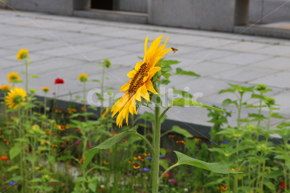 꽃,해바라기,해바라기꽃,식물,국화과,속씨식물,식물,자연,plants,nature,꽃,flower