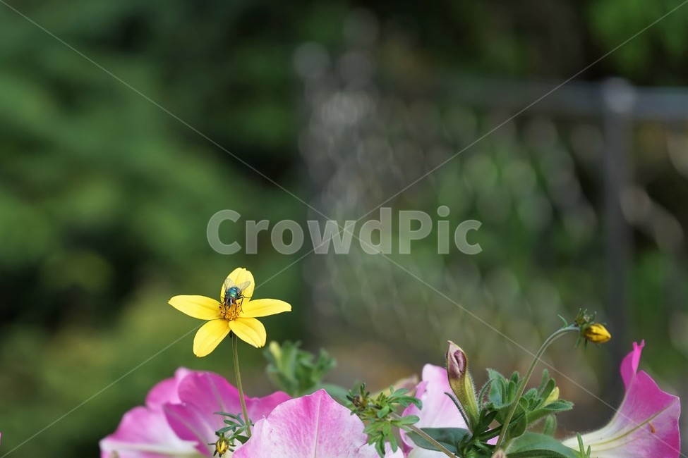 꽃,노랑,화분,자연,식물,가을,flower,plant,yellow,nature,식물,자연,plants,nature,꽃,flower