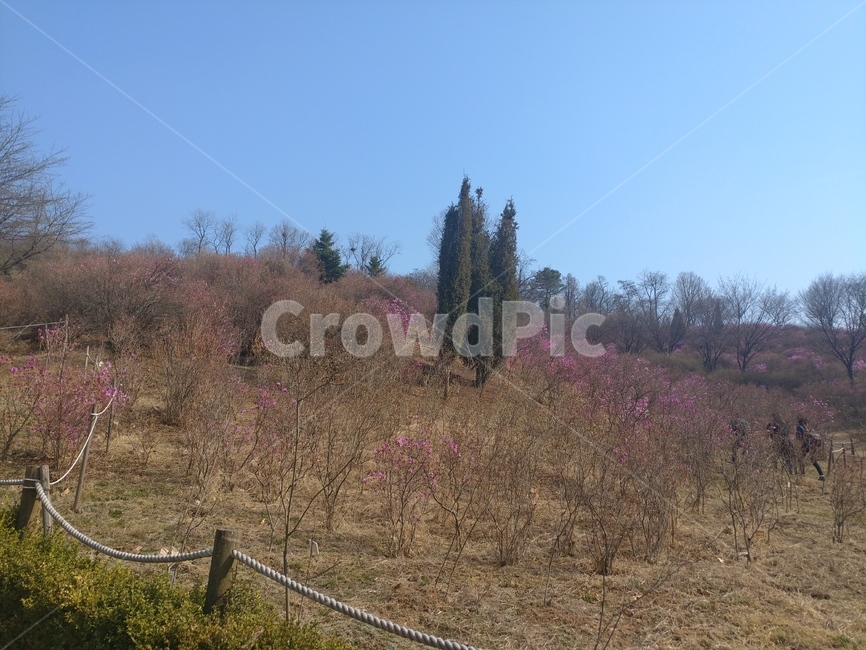 진달래,꽃,동산,공원,축제,봄,계절,spring,season,자연,풍경,nature,landscape,tree,나무,plant,식물,fir,전나무