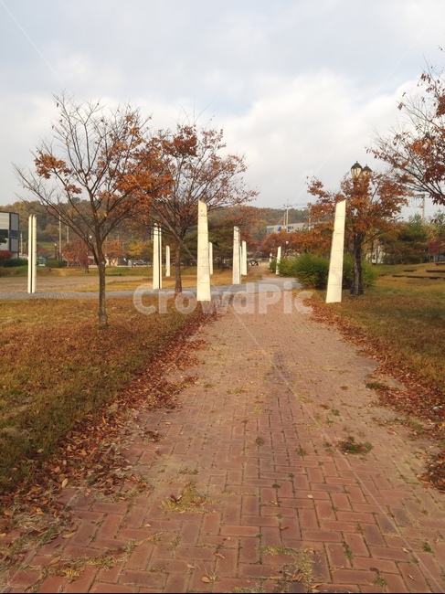 공원,단풍,나무,tree,식물,자연,풍경,nature,landscape