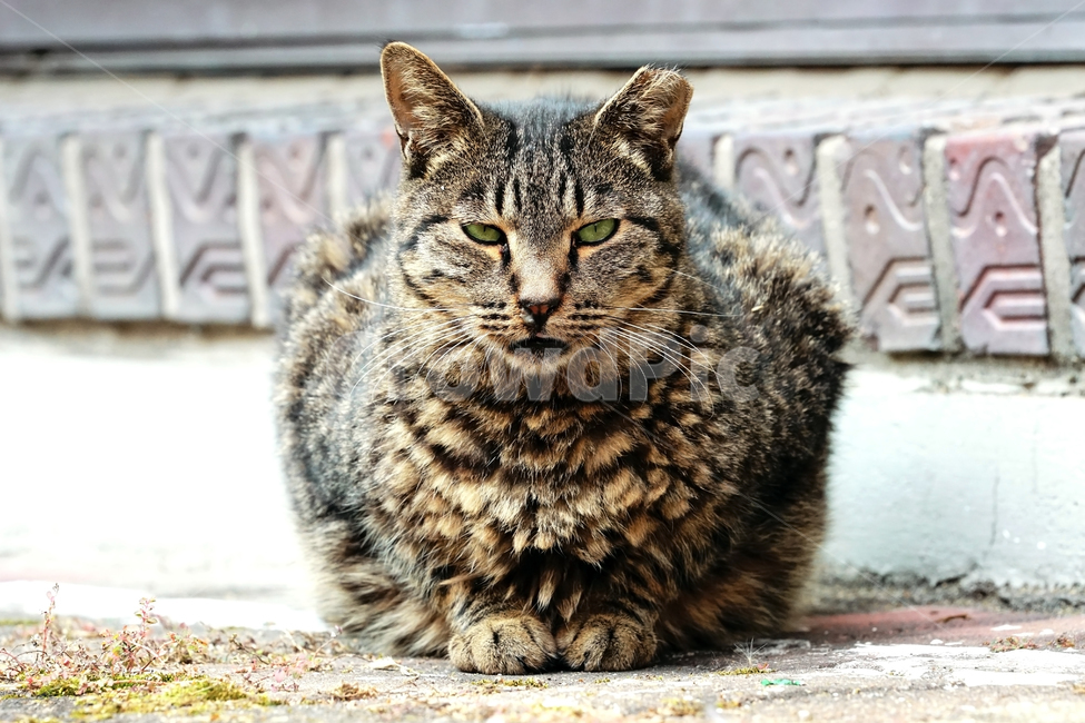 고양이,길고양이,길냥이,야옹이,냐옹이,애완묘,반려묘,애완동물,펫,캣,도둑고양이,야생동물,pet,cat,alleycat,wild,wildlife,mammal,animal,동물,animal,포유류,mammal,고양이,cat,kitten,kitty