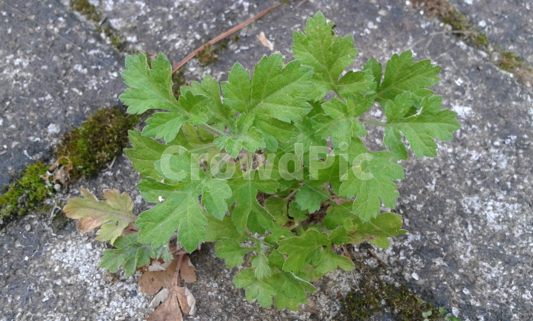 식물,plant,green,초록,풀,식물,자연,plants,nature