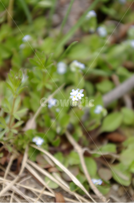 봄,spring,계절,꽃,flower,식물,plant,자연,nature,식물,자연,plants,nature,꽃,flower