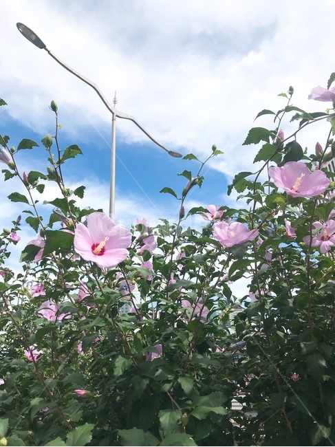 무궁화,꽃,대한민국,한국자연경관,자연,국화,우리나라,나라꽃,식물,색감,flower,landscape,플라워,nature,줄기,초록색,분홍색