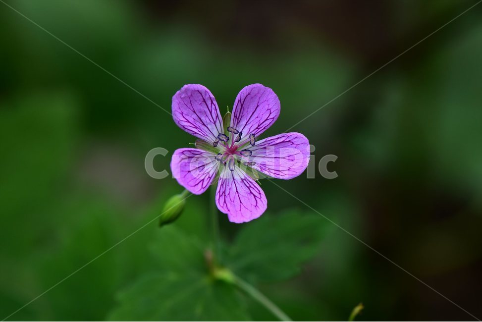 큰세잎쥐손이,야생화,식물,자연,꽃,생태,힐링,플라워,wildflower,flower,plants,nature,season,감성,느낌,emotion,feeling,여름,여러해살이풀,속씨식물,쌍떡잎식물,쥐손이풀목,분홍색,식물,자연,plants,nature,꽃,flower