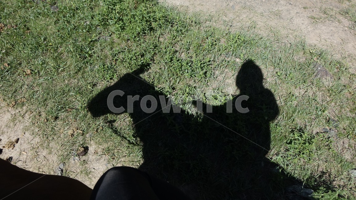 그림자,말,horse,승마,shadow,animal