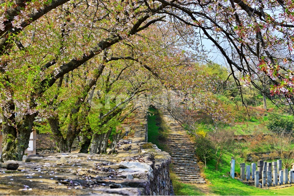 고창,고창읍성,모양성,봄,벚꽃,계절,scenery,풍경,landscape,경치,nature,자연,outdoors,옥외,plant,식물,flower,blossom,꽃