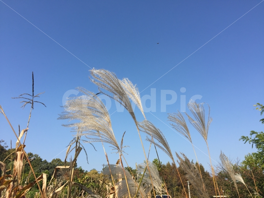 가을하늘,갈대,자연,자연풍경,가을풍경,갈대밭,푸른하늘,가을,계절,fall,autumn,season,식물,자연,plants,nature,grass,잔디,plant,lawn