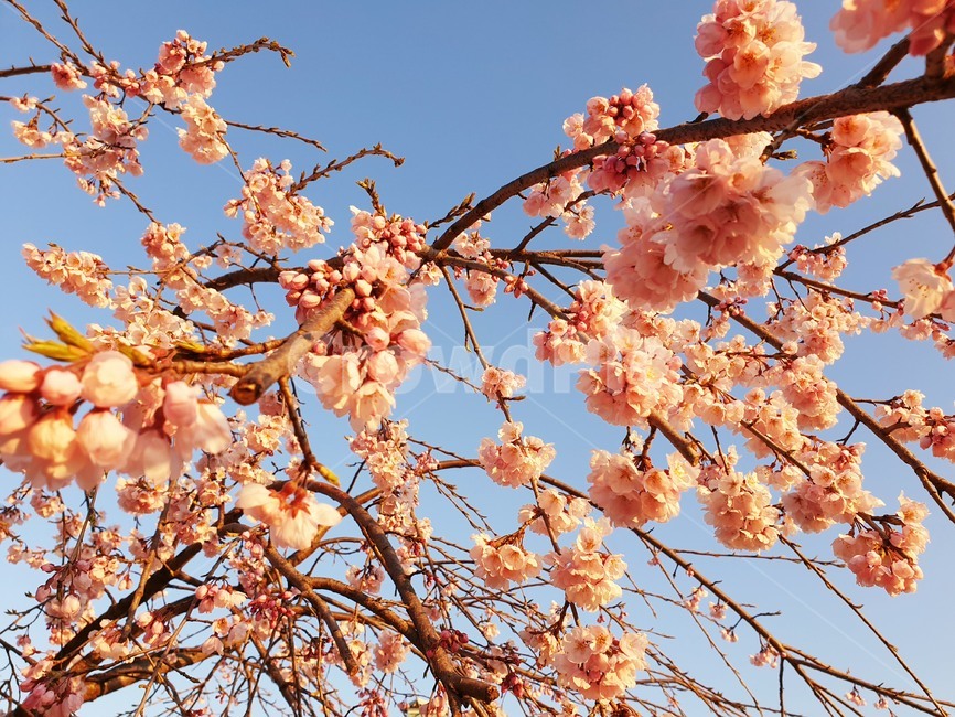 보라매공원,수양벚꽃,벚꽃,꽃구경,맑은날씨,봄,계절,spring,season,식물,자연,plants,nature,꽃,flower,plant,blossom