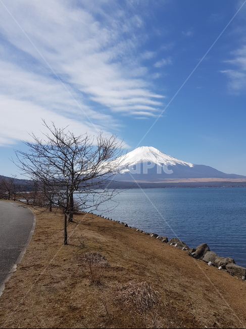 후지산,후지산야마나카호,눈덮힌후지산,후지산호수,겨울후지산,맑은후지산,일본,일본산,후지산구름,후지산눈,구름,산,물,호수,물가,나무,파란하늘,맑은하늘,겨울산