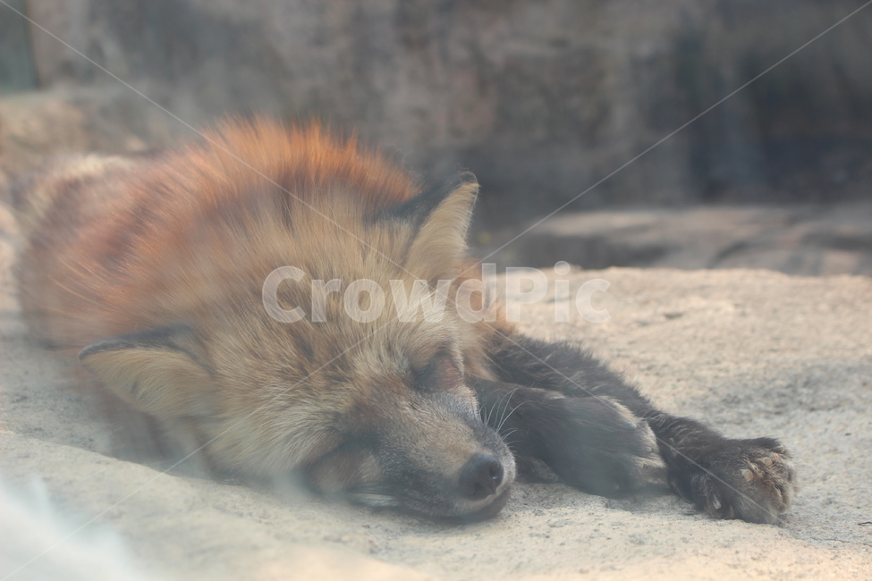 동물,배경,낮잠,잠,잠자는,동물,animal,포유류,mammal
