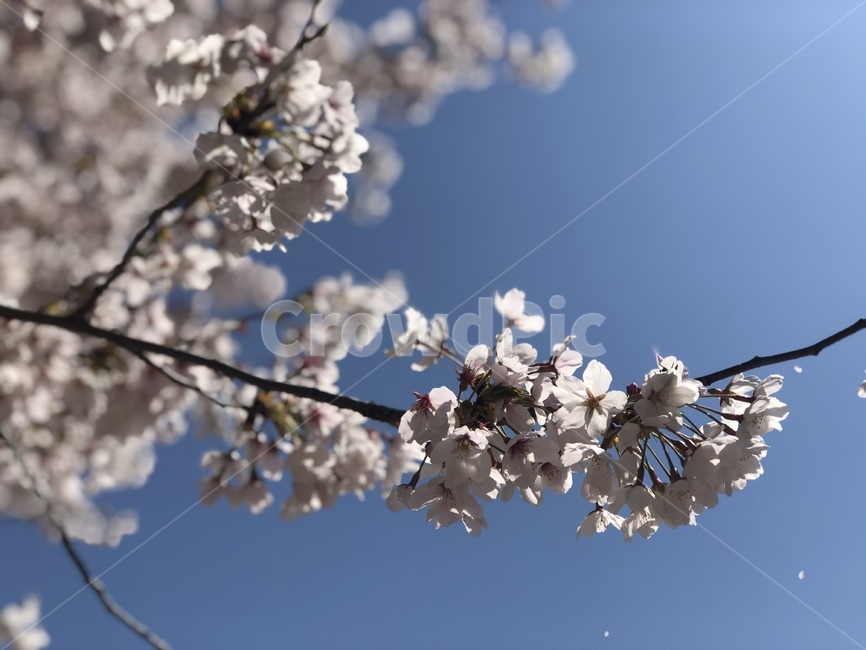 벚꽃,식물,봄하늘,공원,산책,식물,자연,plants,nature,꽃,flower