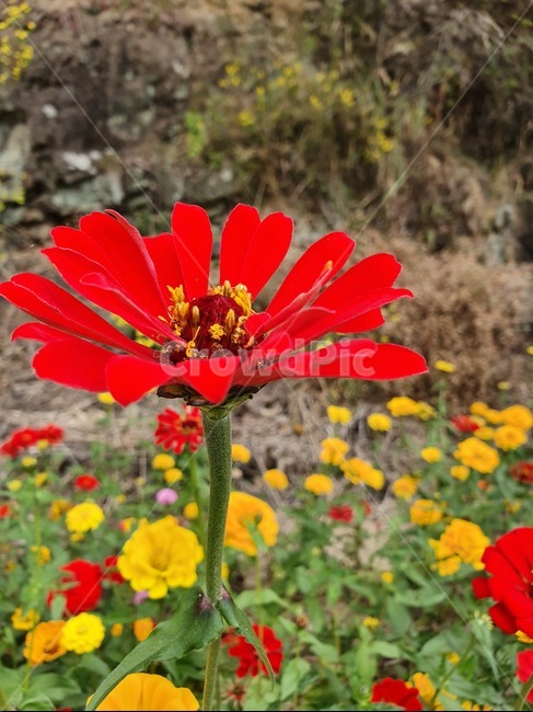 백일홍,빨강꽃,예쁜꽃,식물,자연,식물,자연,plants,nature,꽃,flower