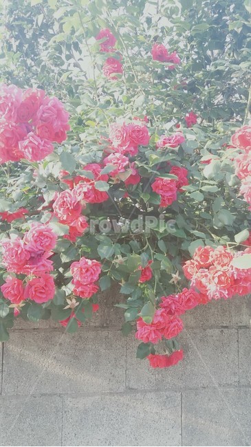 꽃,자연,빨간꽃,장미,빨간장미,식물,자연,plants,nature,꽃,flower