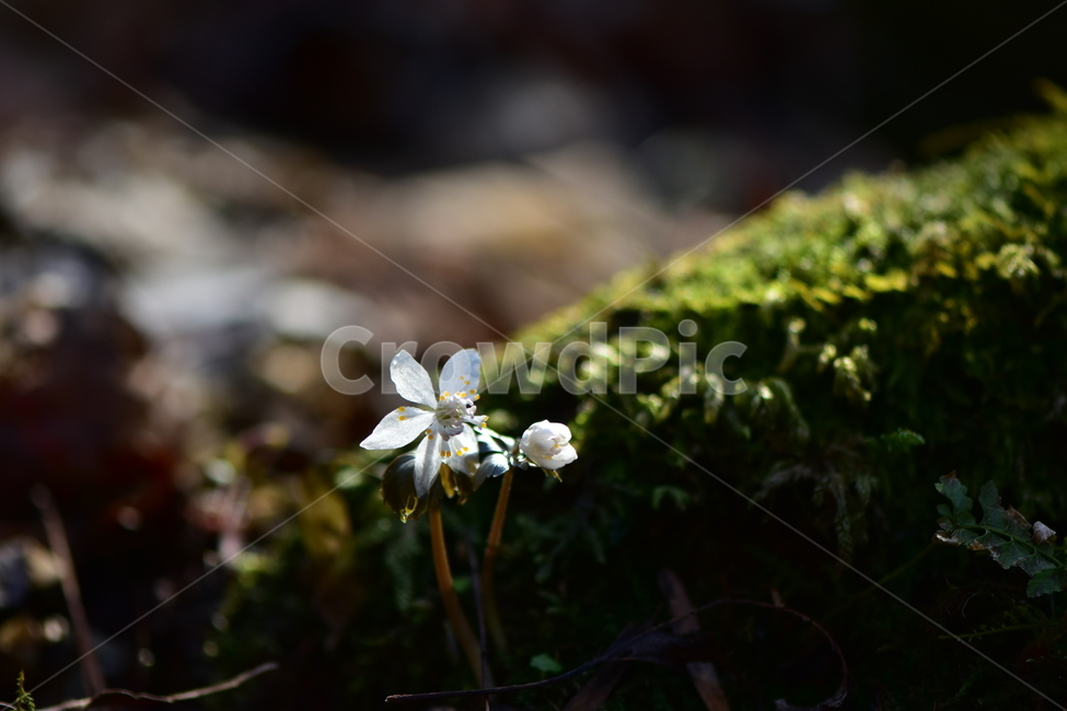 너도바람꽃,야생화,봄,꽃,풀꽃,자연,식물,식생,감성,힐링,plants,nature,spring,season,flower,emotion,feeling,흰색,초본,너도바람꽃속