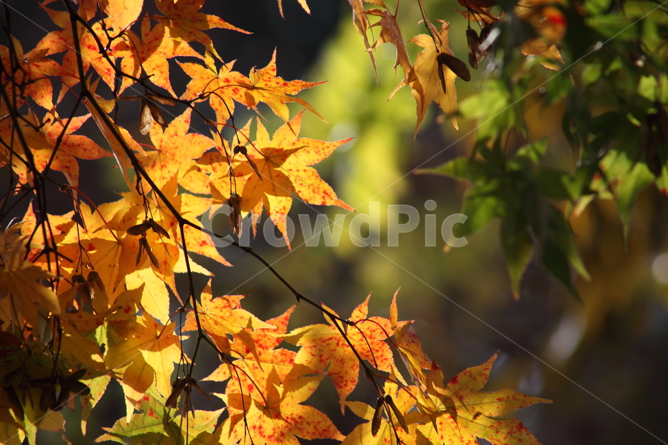 단풍,단풍나무,엽록소,가을,redleaves,가을,계절,fall,autumn,season,식물,자연,plants,nature,plant,leaf,잎,tree,나무,maple