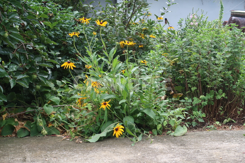식물,plant,해바라기,꽃,시골