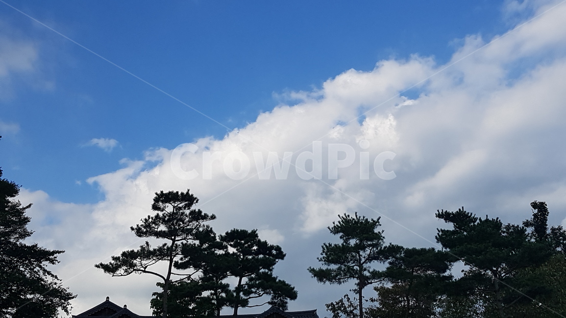 하늘,나무,자연,구름,weather,nature,outdoors,날씨