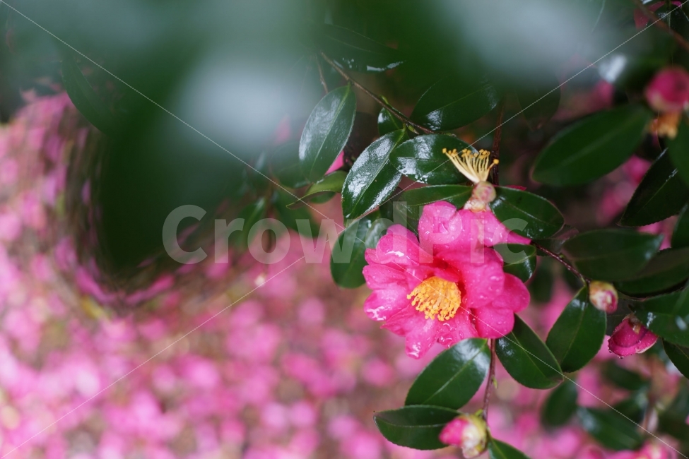 동백,제주도,꽃,동백나무,분홍,겨울,풍경,초록,식물,자연,plants,nature,꽃,flower,감성,sensible,feeling