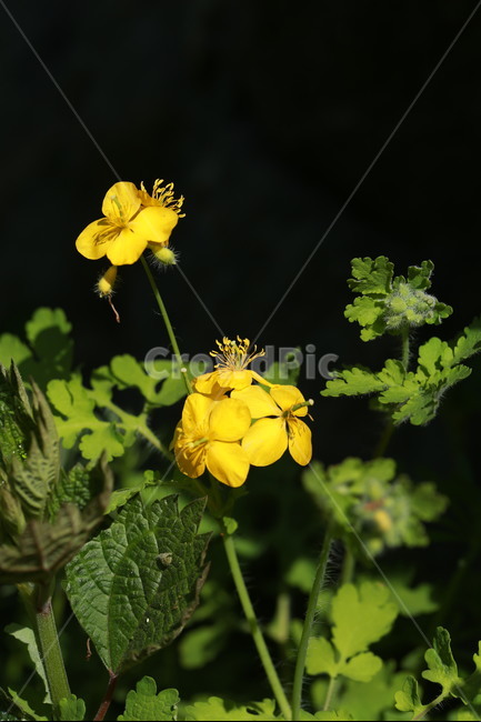 야생화,애기똥풀,노랑,노란색꽃,들꽃,엄마의사랑,식물,자연,plants,nature,꽃,flower