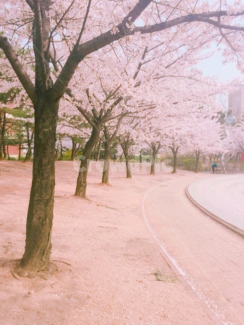 봄,벚나무,벚꽃,벚꽃길,공원,꽃길,산책,산책로,봄배경,봄풍경,나무,plant,식물,분홍배경,분홍색