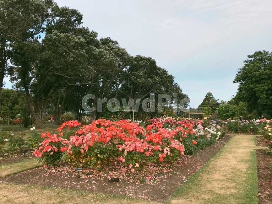 꽃,정원,장미,장미정원,하늘,식물,구름,배경화면,Flower,Rose,Cloud,Sky,Tree,식물,자연,plants,nature,꽃,flower
