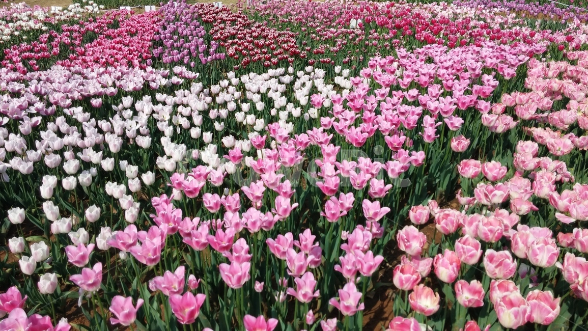 plant,꽃,식물,flower,blossom,나들이,축제,festival,꽃잎,식물,자연,plants,nature,꽃,flower