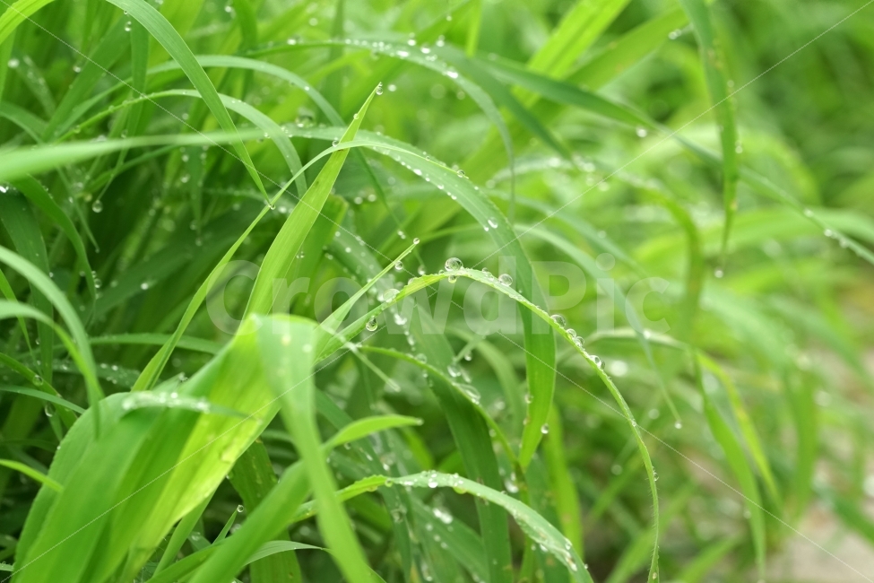 물방울,빗방울,이슬,식물,이파리,자연,비,비온후,아침,흐림,nature,waterdrop,raindrop,빗물,풀,풀잎,논길,밭길,시골,감성,감성사진,힐링,힐링사진,느낌,분위기,신비,신비한,신비로운,유리,구슬,투명한,투명,유리구슬,싱그러운,싱그럽다,싱싱한,싱싱하다,물기,수분,축축한,축축하다,축축,젖은,젖다,한국자연,한국의자연,snap,snapshot,스냅,스냅사진,스넵,스넵사진,풍경,landscape,country,비,비오는날,rain,rainy,식물,자연,plants,nature