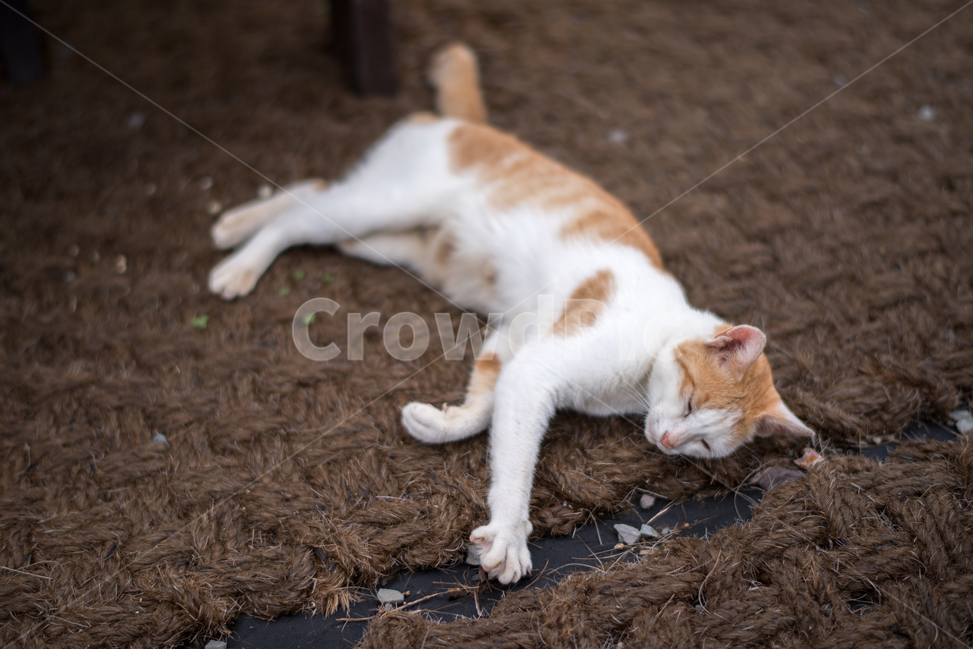 Meow,stray cat,sleeping cat,cat,nap