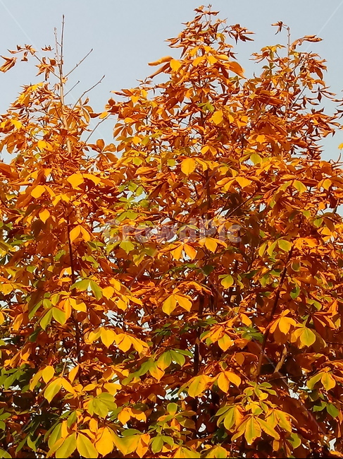 가을,단풍,낙엽,maple,plant,식물,단풍나무,단풍잎,leaf,잎,tree,나무,계절,fallautumnseason,가을단풍,자연,풍경,경치,가을,계절,fall,autumn,season,식물,자연,plants,nature,나무,trees,wood