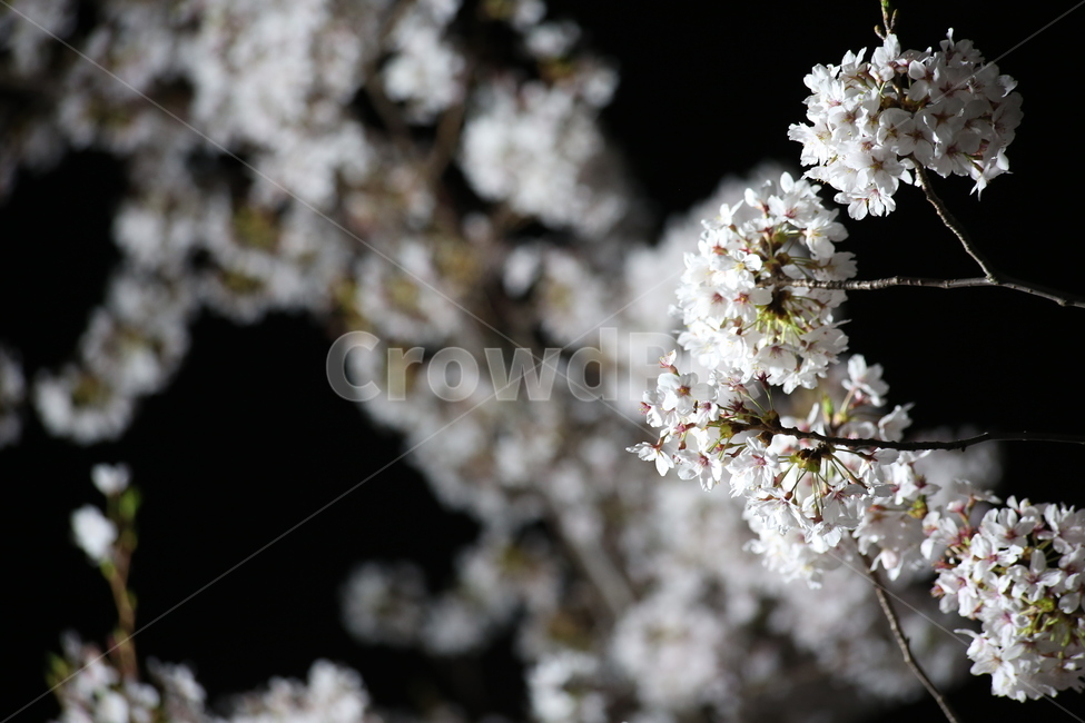봄,야경,벚꽃,흰색,야간촬영,봄,계절,spring,season,식물,자연,plants,nature,꽃,flower,plant