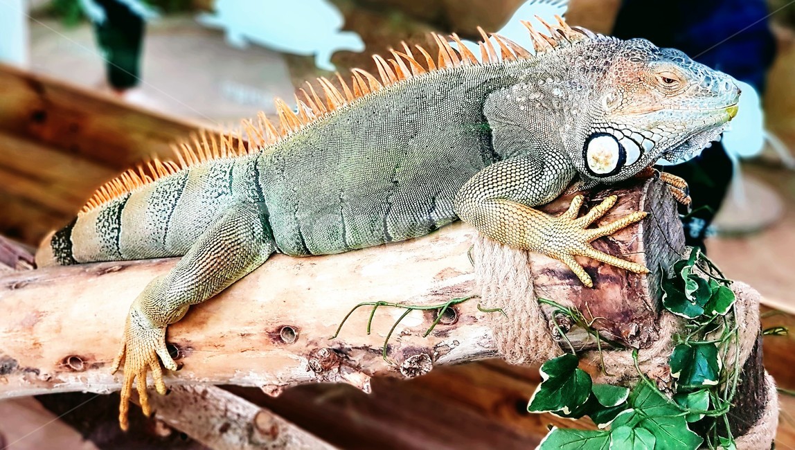 이구아나,동물,iguana,도마뱀,파충류,animal,파충류,양서류,reptile,amphibian