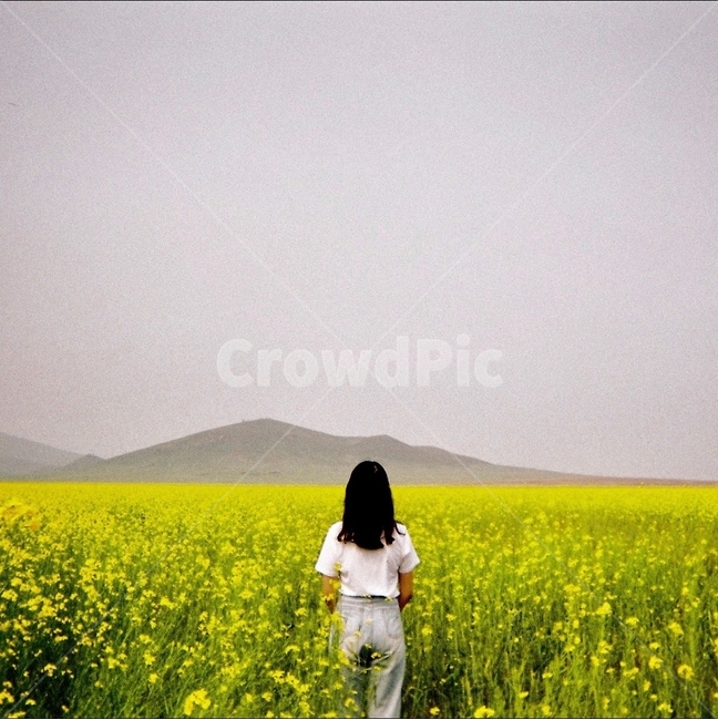 field,들,옥외,nature,목초지,자연,person,사람,인간,human,여자,유채,유채꽃,유채꽃밭,꽃밭,꽃,산,뒷태,노란색,구름,뒷모습