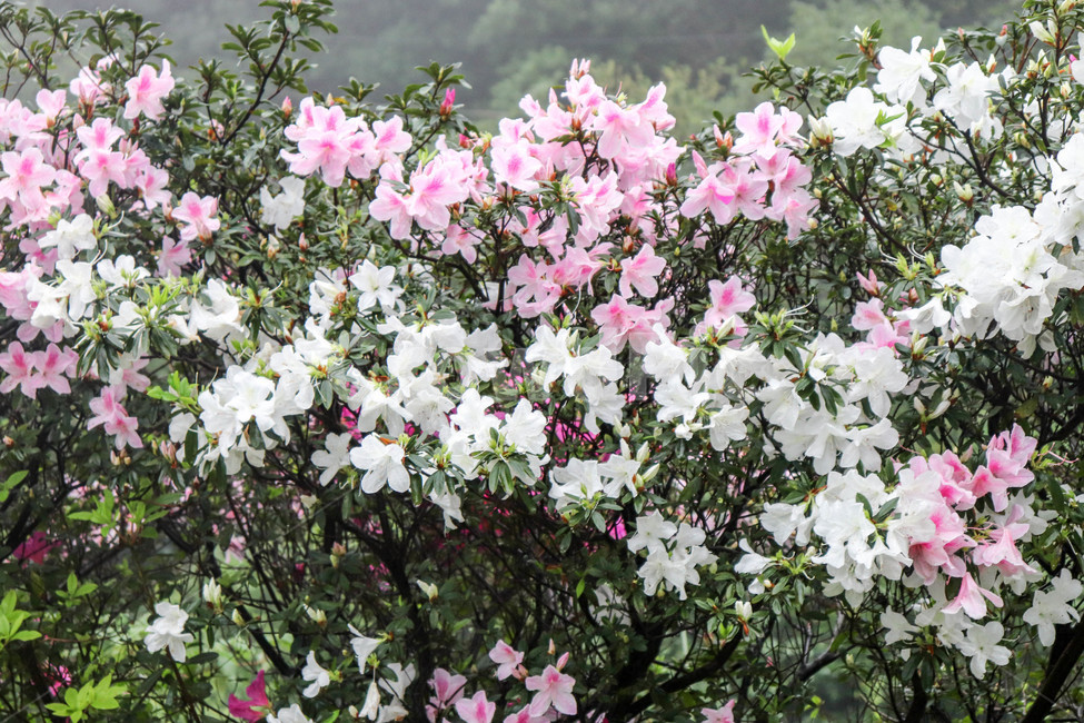 꽃,철쭉,봄,식물,자연,풀,flower,spring,생명,식물,자연,plants,nature,꽃,flower