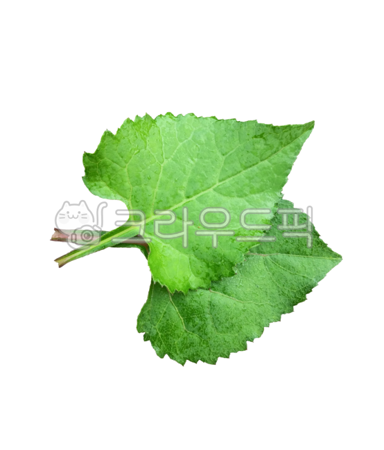 leaf,잎,plant,식물,취나물,취나물잎,식재료,봄,채소,산채류,봄나물