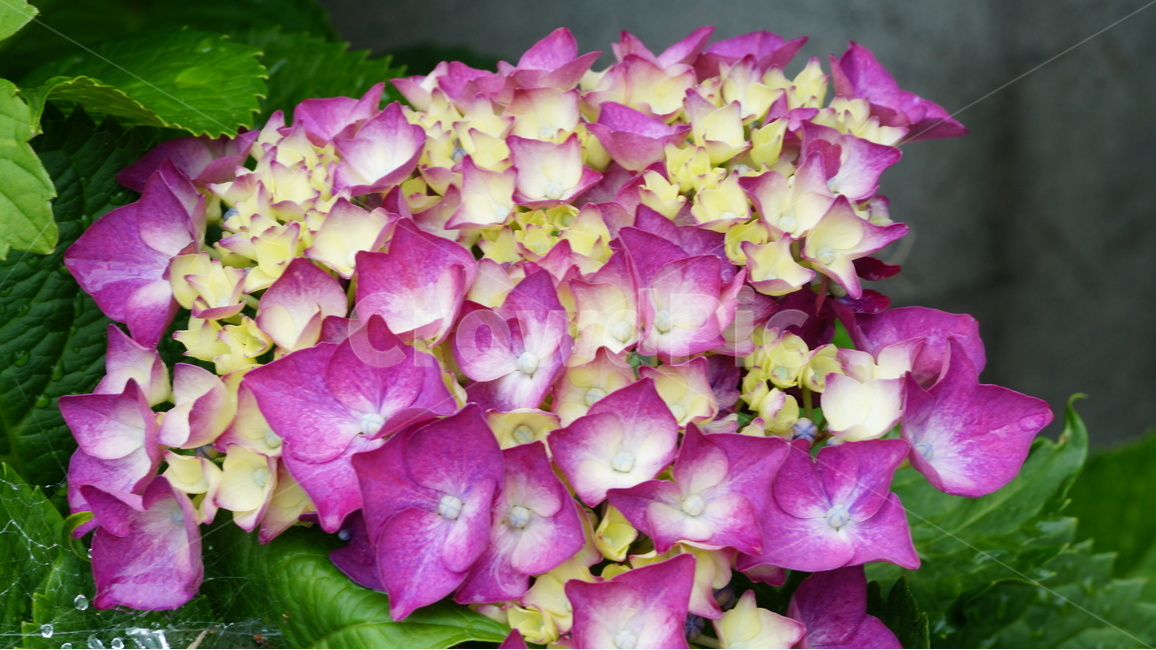 수국,꽃,꽃사진,식물,자연,식물,자연,plants,nature,꽃,flower